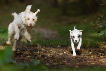 Parson Terrier und Mischling im Wald veranstalten ein Wettrennen © Ines Hasenau