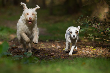 Parson Terrier und Mischling im Wald