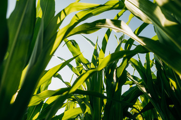 Green corn leaves catching the sun