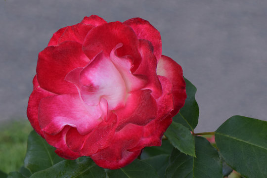 Cherry Parfait Rose 04