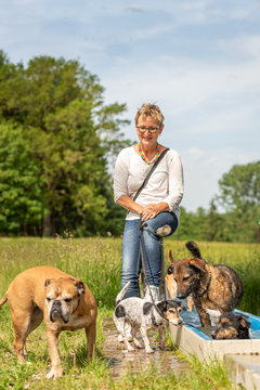 Dog sitter is rasting with many dogs by the water. Dog walker with different dog breeds in the beautiful nature