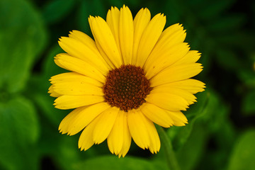 Beautiful yellow flower on a green background, macro high quality.