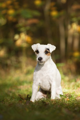 Parson Jack Russel Terrier im Herbst
