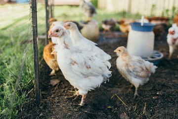 A brood of small chickens on a poultry farm