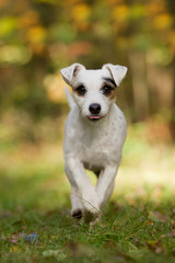 Parson Jack Russel Terrier im Herbst