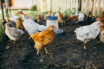 A brood of small chickens on a poultry farm