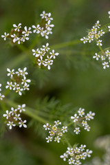 Scandix pecten-veneris