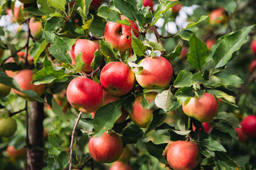 Branches full of red ripe apples