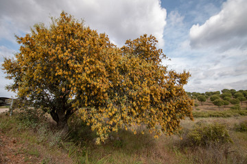Quercus ilex. Holm oak tree