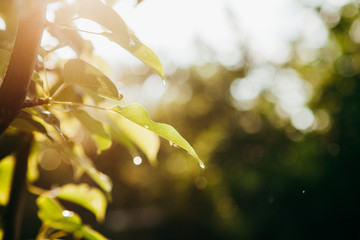 Blurred leafy branches catching the sunlight