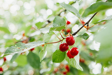 A branch of small red cherries with raindrops