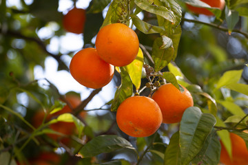 Orange tree fruits