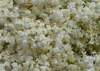 Holunderbl&uuml;ten - zarte wei&szlig;e Bl&uuml;ten close-up