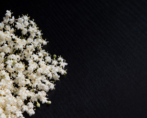 Holunderblüten - zarte weiße Blüten close-up mit schwarzem Hintergrund