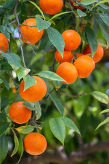 Orange tree fruits