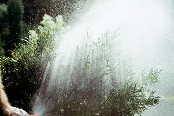 Watering plants in the garden. The man is watering the water in the garden with a shaft. The concept of taking care of plants on hot days, taking care of a beautiful garden.