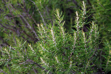 Rosemary plant leaves