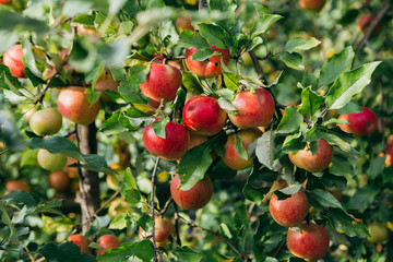 Branches full of red ripe apples