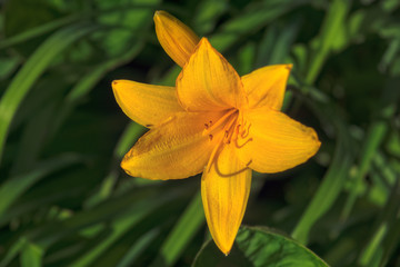 Fototapeta na wymiar Yellow lily flower front of the blurry dark green leaves.