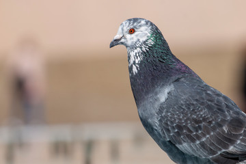 curious pigeon on a fountain