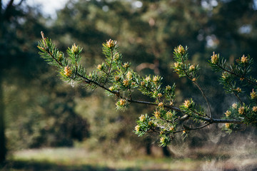 Pine tree branches with fir cones