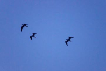 青空と飛ぶ鳥たちDSC4889