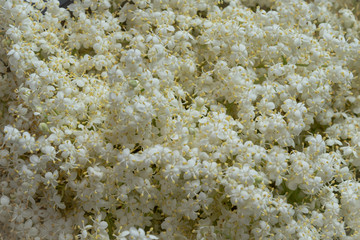 Holunderblüten - zarte weiße Blüten close-up