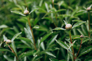 Unopened peony buds in the garden