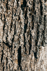 Closeup of an old wood tree bark