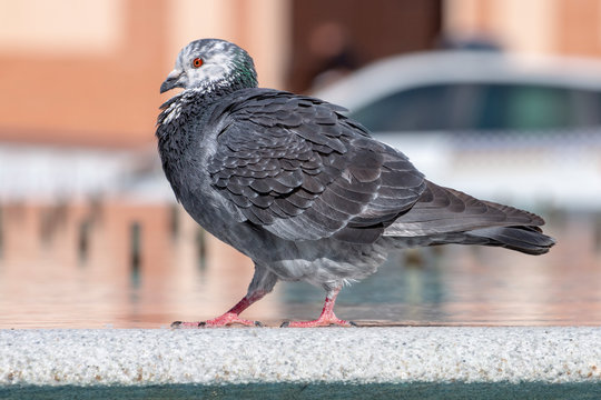 curious pigeon on a fountain