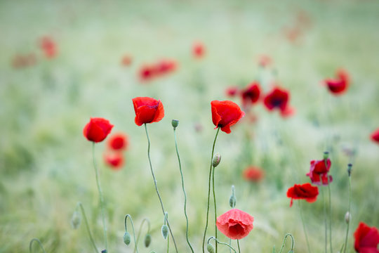 Free Poppy Images – Browse 612 Free Stock Photos, Vectors, and Video ...