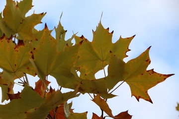 Fototapeta premium Norway maple tree