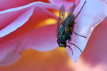 Fly on Tiffany Pink Rose 05