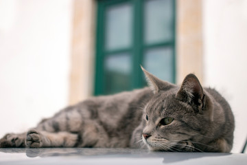 domestic cat on top of car