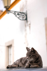 domestic cat on top of car