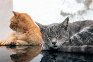 domestic cats on top of car