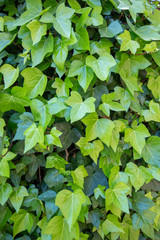 green ivy climbing in garden
