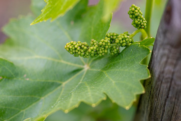 green grapefruit vineyard