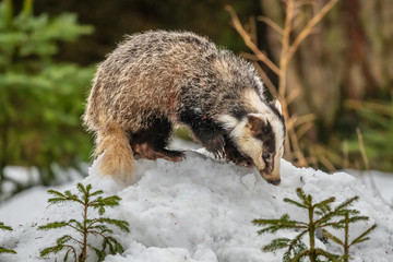 badger running in snow, winter scene with badger in snow