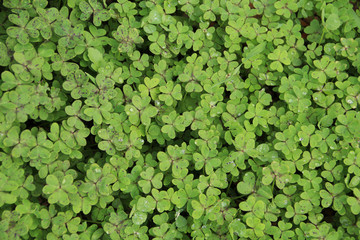 clover plant background