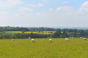 Sheep grazing. Cotswold sheep is a breed of domestic sheep originating in the Cotswold hills of the southern midlands of England. They are traditionally calm and friendly and  mostly have white faces.