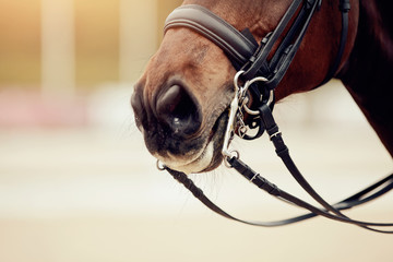 Nose sports brown horse in the double bridle. Dressage horse.