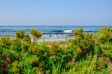 Yellow stone beach Ayia Napa with blue clear sea and green plants in the loukkos tou Mandi beach area