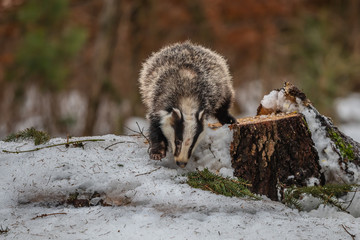 badger running in snow, winter scene with badger in snow