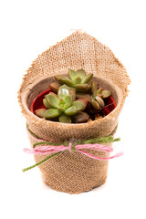 succulent plants on vase