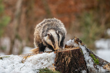 badger running in snow, winter scene with badger in snow