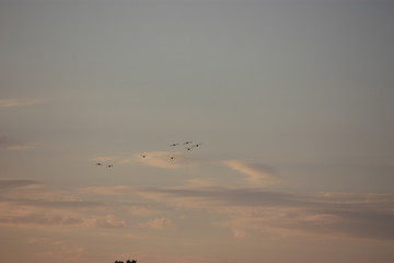 birds flying in the sky