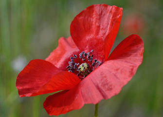 Close-up of qred poppy flower in garden