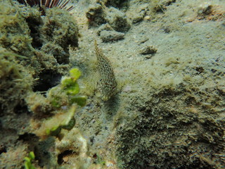 A Combtooth blenny which is part of the family Blenniidae. They are found in tropical and subtropical waters in the Atlantic, Pacific and Indian Oceans.
