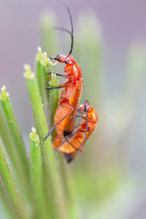 beetle bug (Leptopalpus rostratus)